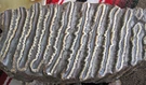 Esempio di dente fossile di mammut del Pleistocene, non il reperto della Florida.