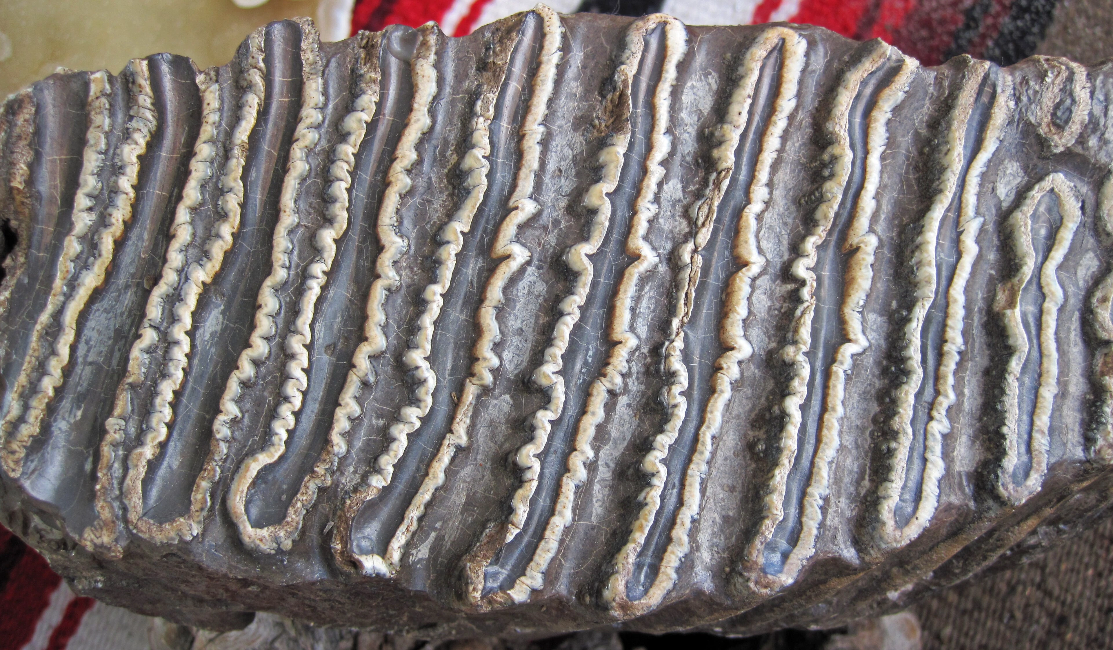 Esempio di dente fossile di mammut del Pleistocene, non il reperto della Florida.