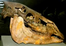 Esempio di cranio fossile di un equino antico (non il reperto di San Pedro, Argentina).