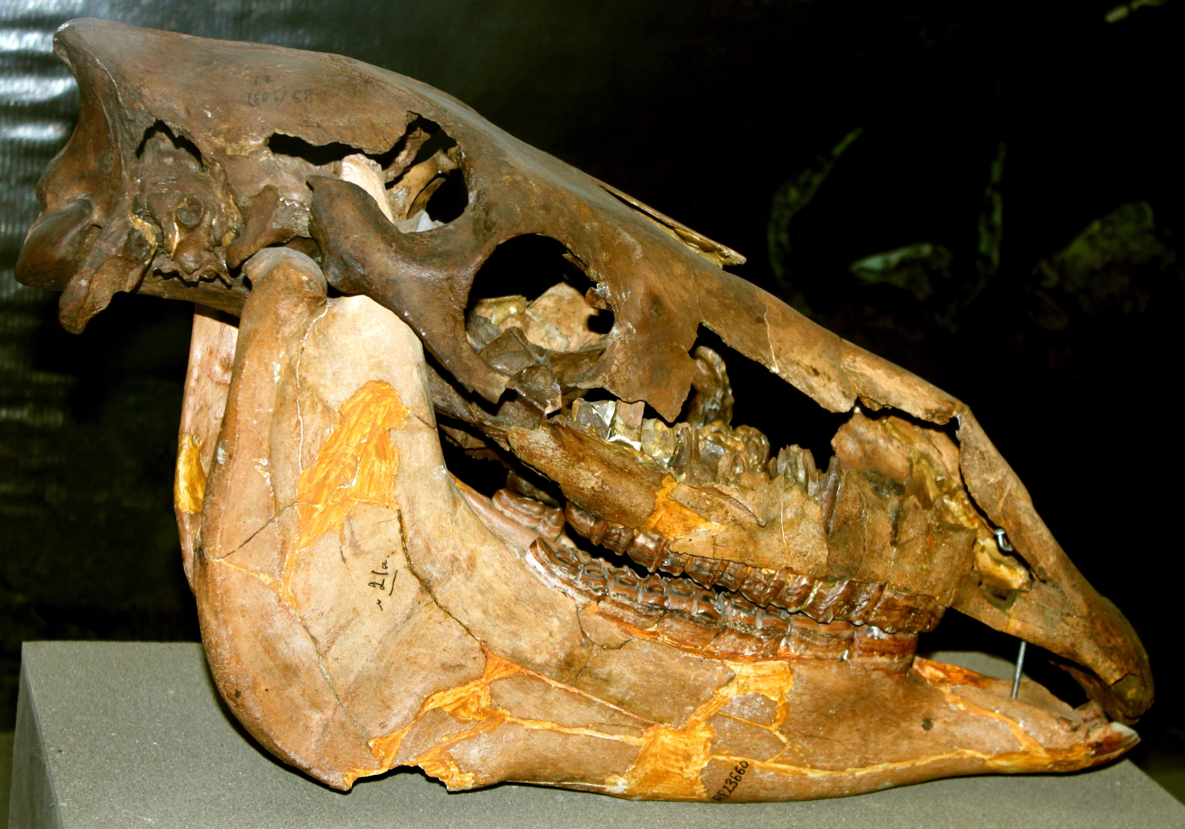 Esempio di cranio fossile di un equino antico (non il reperto di San Pedro, Argentina).