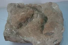 Esempio di impronta fossile di dinosauro (non i reperti ritrovati a Dro, in Trentino).