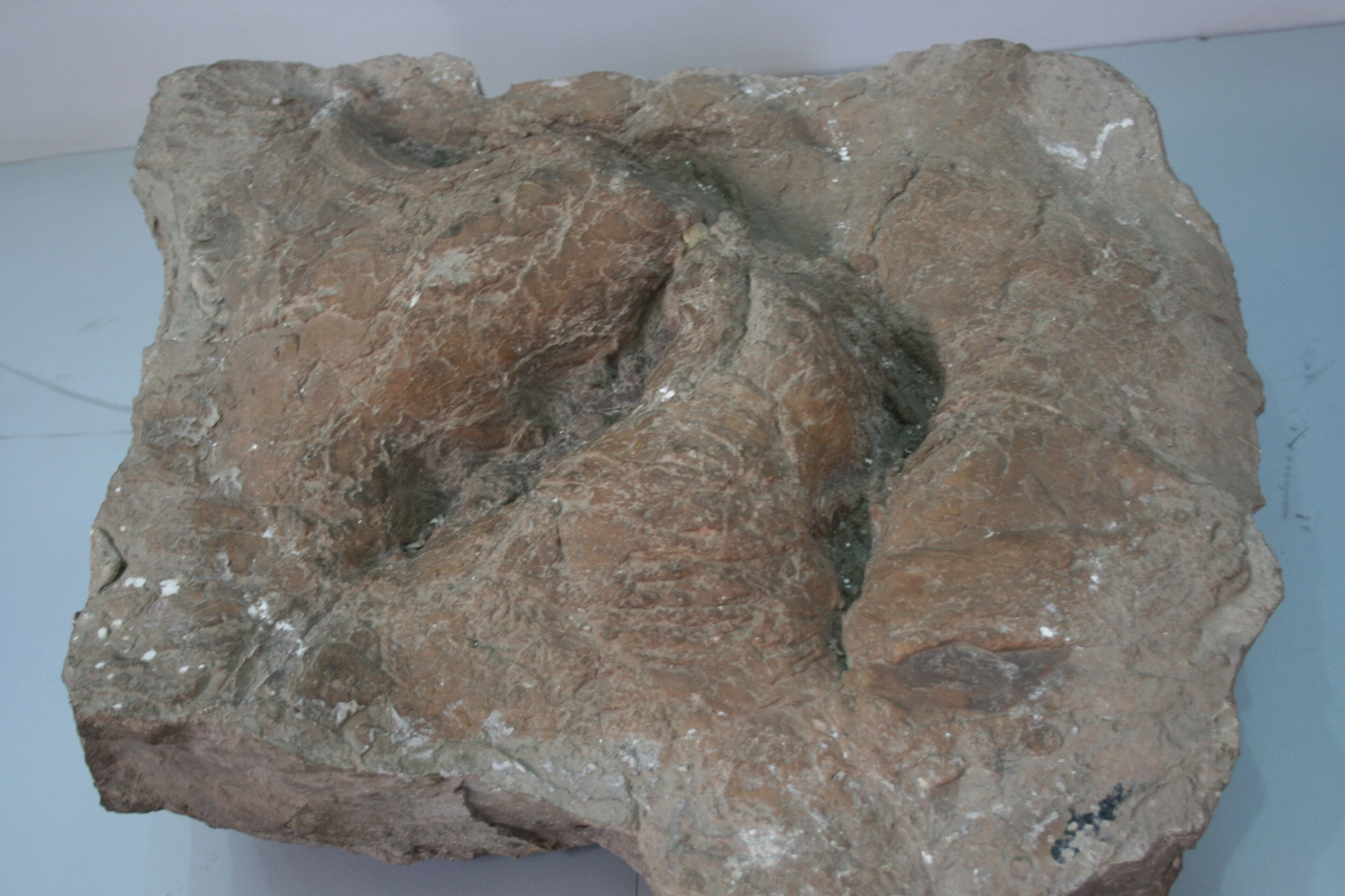 Esempio di impronta fossile di dinosauro (non i reperti ritrovati a Dro, in Trentino).