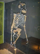 Ricostruzione dello scheletro di 'Lucy', esemplare di Australopithecus afarensis vissuto circa 3,2 milioni di anni fa.