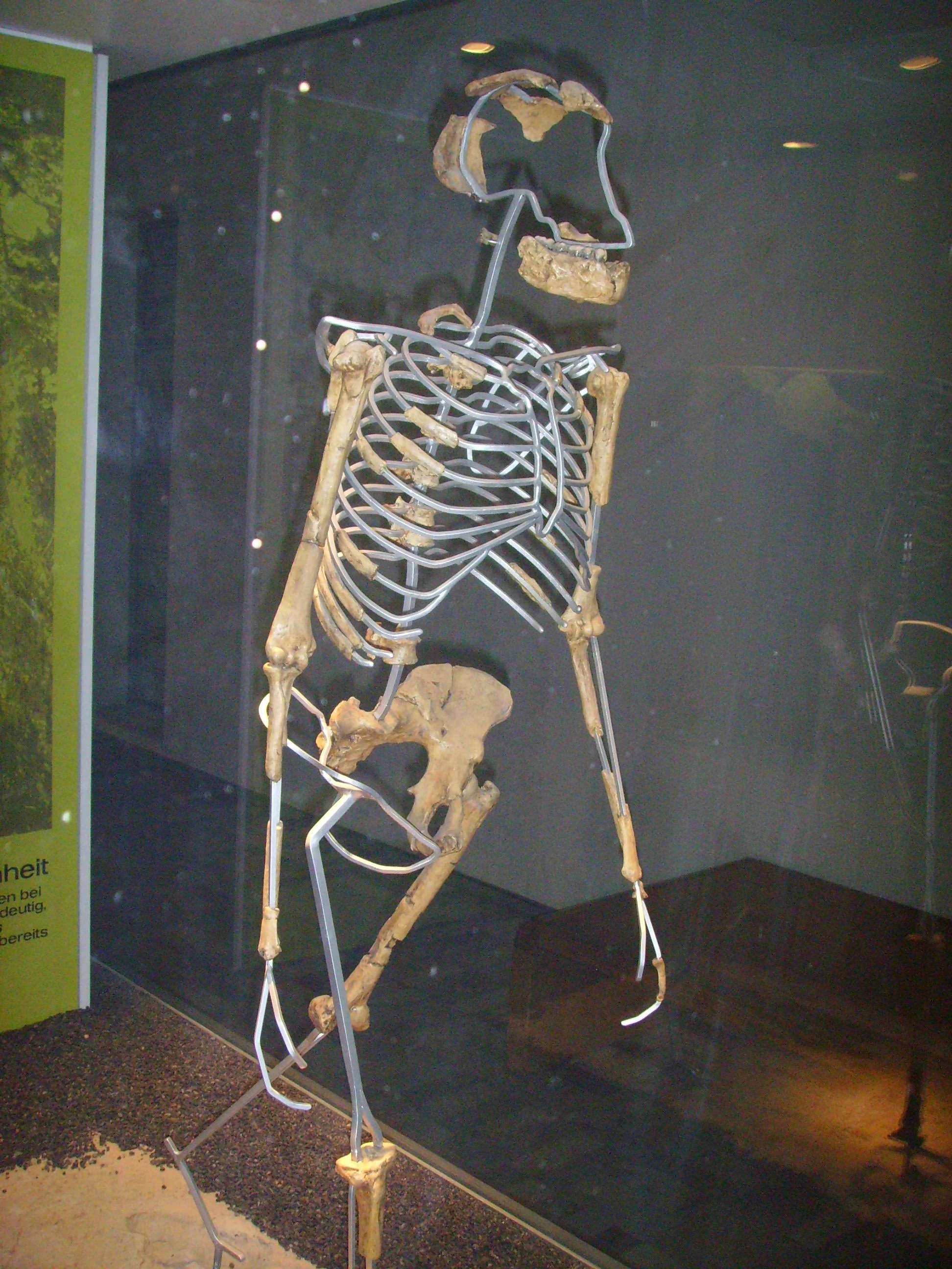 Ricostruzione dello scheletro di 'Lucy', esemplare di Australopithecus afarensis vissuto circa 3,2 milioni di anni fa.