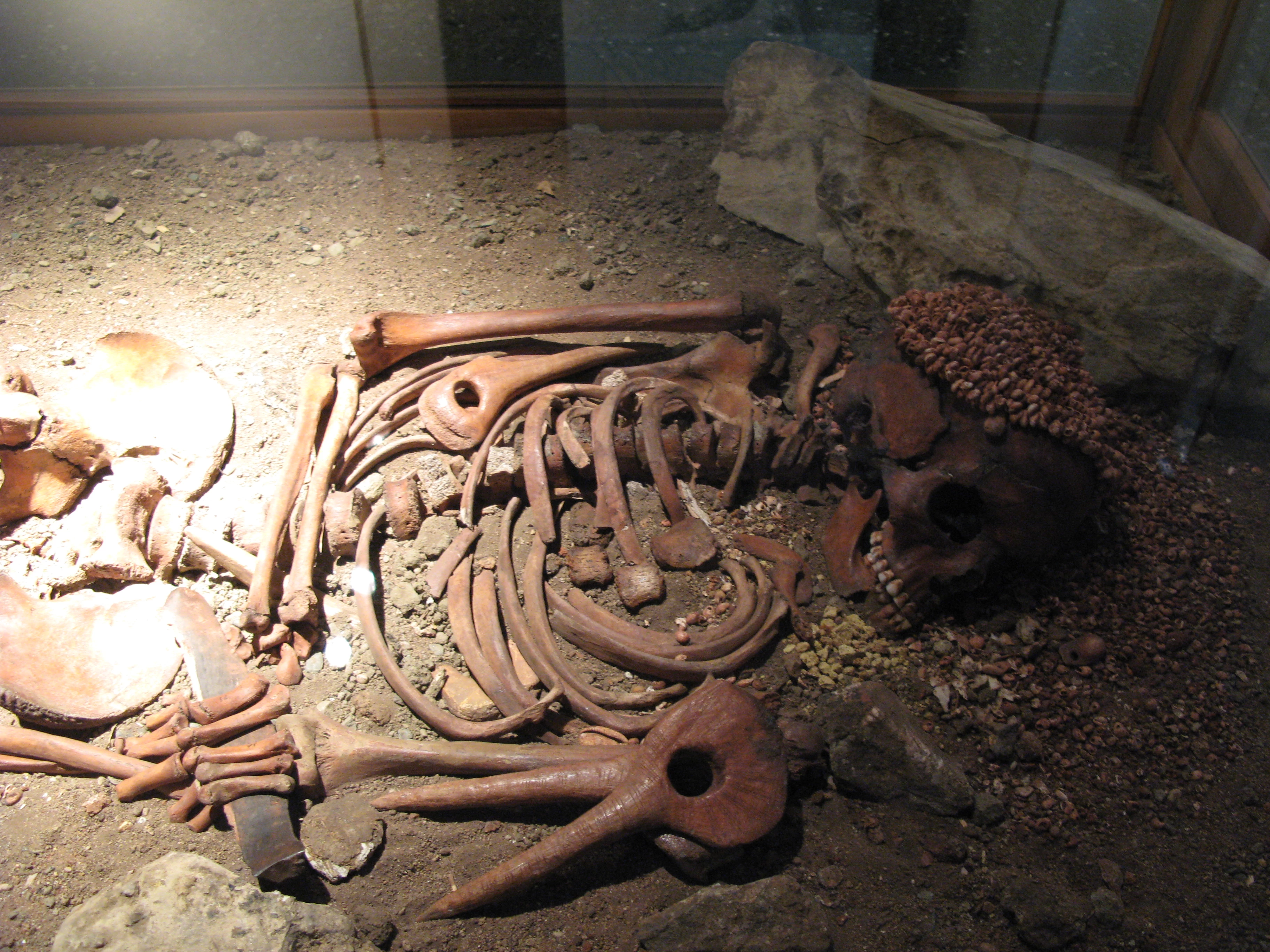 Il ritrovamento del cosiddetto 'Giovane Principe', sepoltura paleolitica della Caverna delle Arene Candide, esposta al museo archeologico.